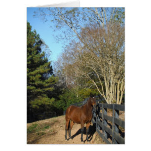 Braunes Pferd gegen einen Zaun