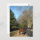 Braunes Pferd gegen einen Zaun Postkarte (Vorne/Hinten)