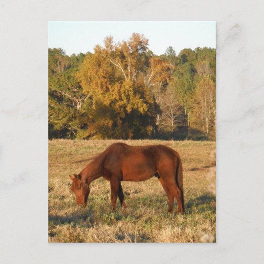Braunes Pferd im Gelbbaumfeld Postkarte (Vorderseite)