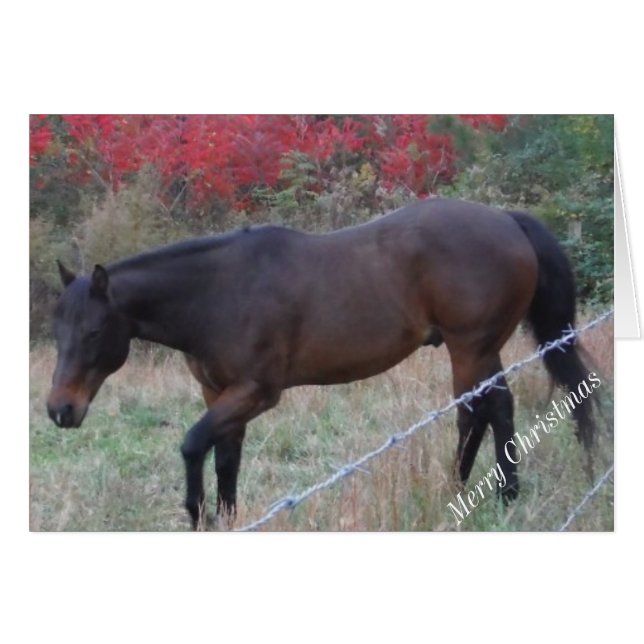 Braunes Pferd im roten Herbst (Vorderseite (Horizontal))