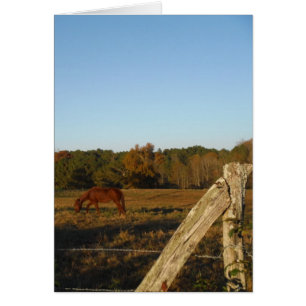 Braunes Pferd in der Sonne