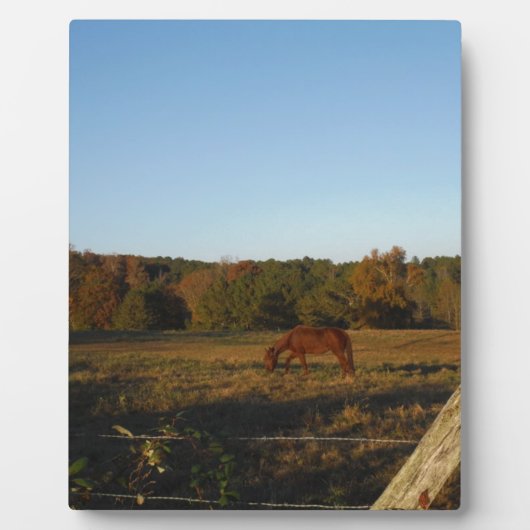 Braunes Pferd in der Sonne Fotoplatte (Vorderseite)