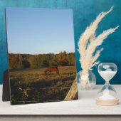 Braunes Pferd in der Sonne Fotoplatte (Seite)