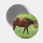Braunes Pferd Magnet (Vorderseite/Rückseite)