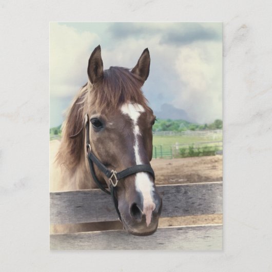 Braunes Pferd mit Bridle Postkarte (Vorderseite)