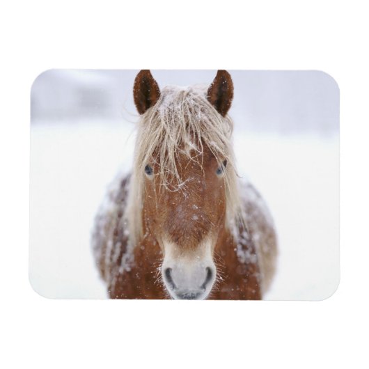 Braunes Pferd Stehend in Schneefeld Nah hoch. Magnet (Horizontal)