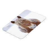 Braunes Pferd Stehend in Schneefeld Nah hoch. Magnet (Linke Seite)