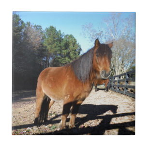 Braunes Pony Türkis Himmel Fliese