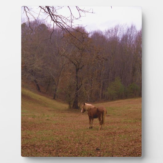 Braunes und blondes Pferd auf einem Feld Fotoplatte (Vorderseite)
