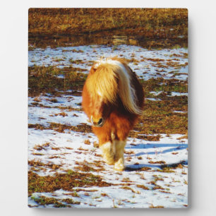 Braunes und cremefarbenes Miniaturpferd im Schnee. Fotoplatte