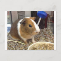 Braunes und weißes Meerschweinchen