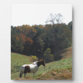 Braunes und weißes Pferd im Herbstteich Fotoplatte (Vorderseite)