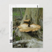 Braungestreifte Polstergarbe Postkarte (Vorne/Hinten)