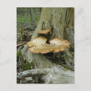 Braungestreifte Polstergarbe Postkarte