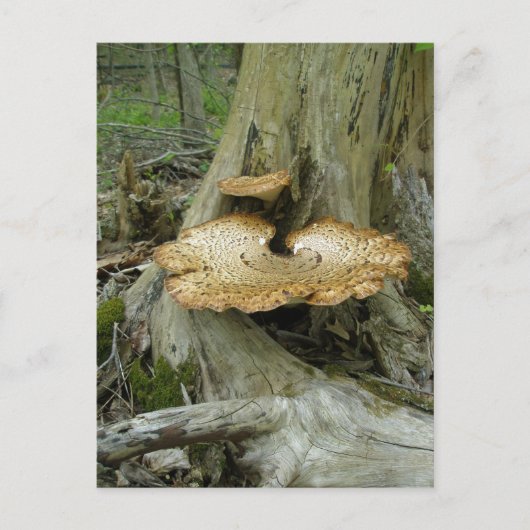 Braungestreifte Polstergarbe Postkarte (Vorderseite)