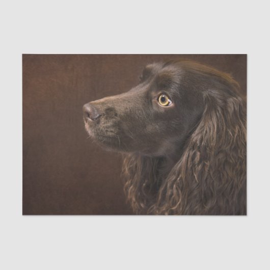 Braunhaarhund Seidenpapier (Vorderseite)