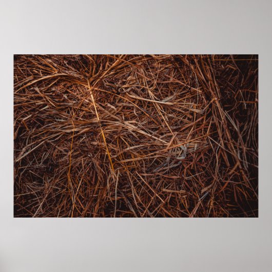 Braunhaie Poster (Vorne)