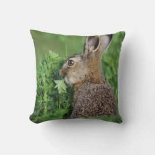 Braunhase, Lepus europaeus, Jungtier beim Fressen, Kissen