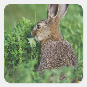 Braunhase, Lepus europaeus, Jungtier beim Fressen, Quadratischer Aufkleber
