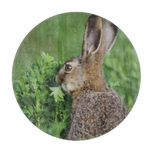 Braunhase, Lepus europaeus, Jungtier beim Fressen, Schneidebrett