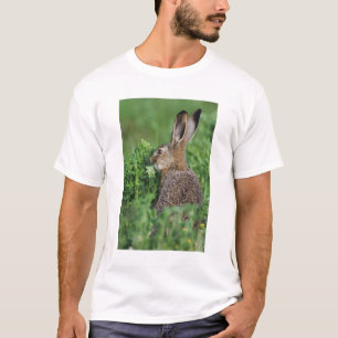 Braunhase, Lepus europaeus, Jungtier beim Fressen, T-Shirt