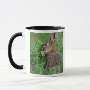 Braunhase, Lepus europaeus, Jungtier beim Fressen, Tasse