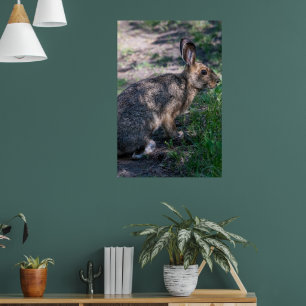 Braunkaninchen, Ruhen in der Natur Poster