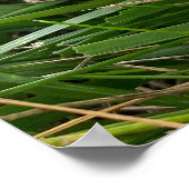 Braunkappenpilze Poster (Ecke)