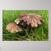 Braunkappenpilze Poster (Vorne)