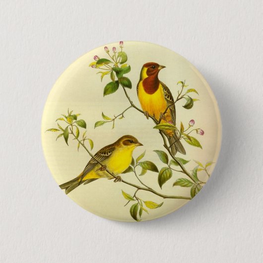 Braunkopfammer Emberiza bruniceps Button (Vorderseite)
