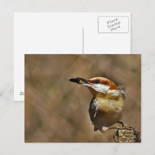 Braunkopfatch Postkarte (Vorne/Hinten)