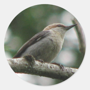 Braunkopfkleber Runder Aufkleber