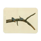 Braunkopfnuthatch - Audubons Vögel in Amerika Magnet (Horizontal)