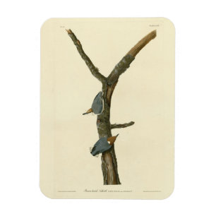 Braunkopfnuthatch - Audubons Vögel in Amerika Magnet
