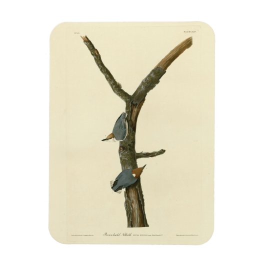 Braunkopfnuthatch - Audubons Vögel in Amerika Magnet (Vertikal)