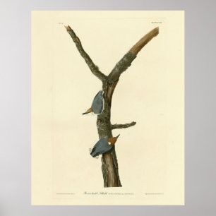 Braunkopfnuthatch - Audubons Vögel in Amerika Poster