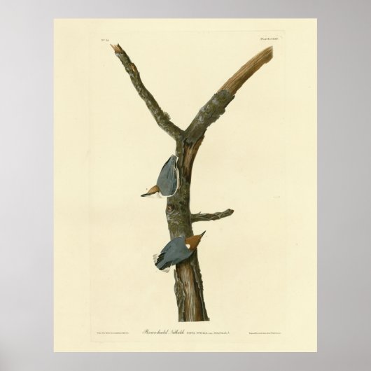Braunkopfnuthatch - Audubons Vögel in Amerika Poster (Vorne)