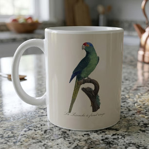 Braunkopfsittich, Eupsittula Canicularis Kaffeetasse