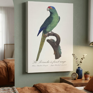 Braunkopfsittich, Eupsittula Canicularis Leinwanddruck
