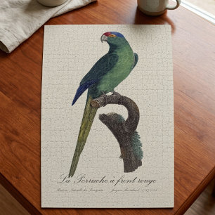 Braunkopfsittich, Eupsittula Canicularis Puzzle