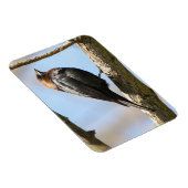 Braunkopfvogel Magnet (Rechte Seite)