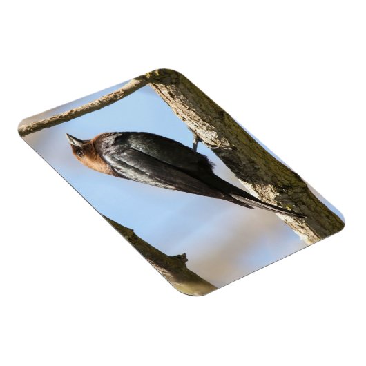 Braunkopfvogel Magnet (Rechte Seite)