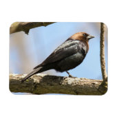 Braunkopfvogel Magnet (Horizontal)