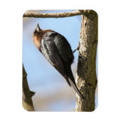 Braunkopfvogel Magnet (Vertikal)