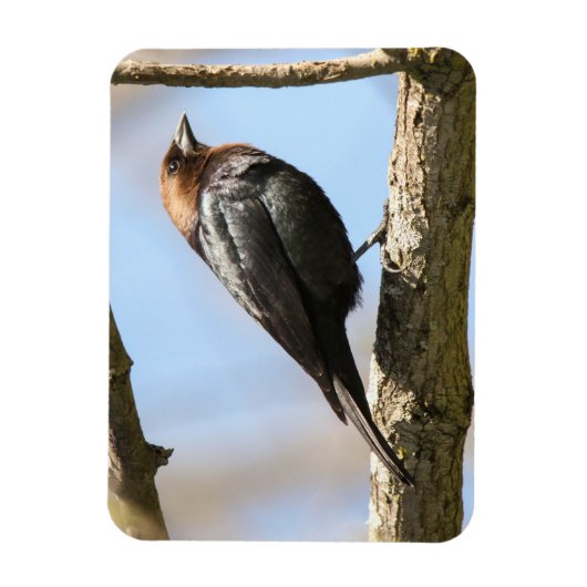 Braunkopfvogel Magnet (Vertikal)