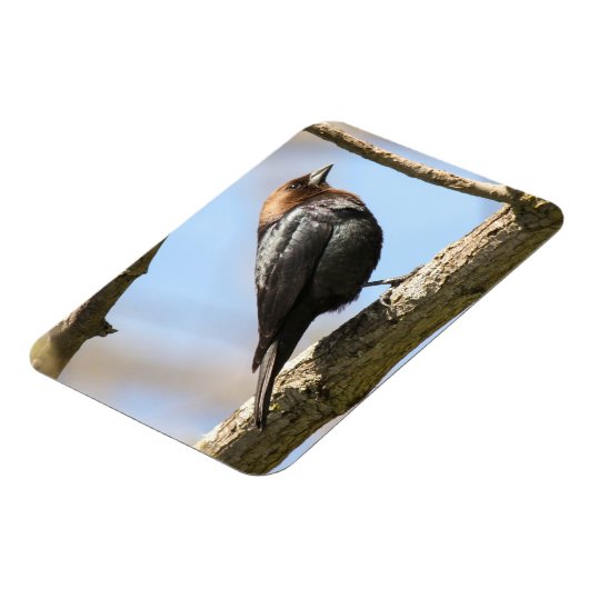 Braunkopfvogel Magnet (Linke Seite)