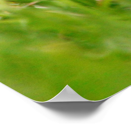 Braunkopfvogel (Molothrus) Poster (Ecke)