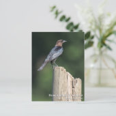 Braunkopfvogel Postkarte (Stehend Vorderseite)