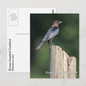 Braunkopfvogel Postkarte (Vorne/Hinten)