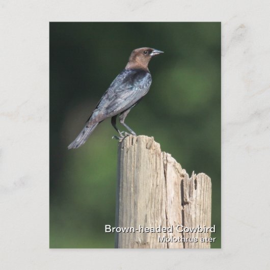 Braunkopfvogel Postkarte (Vorderseite)